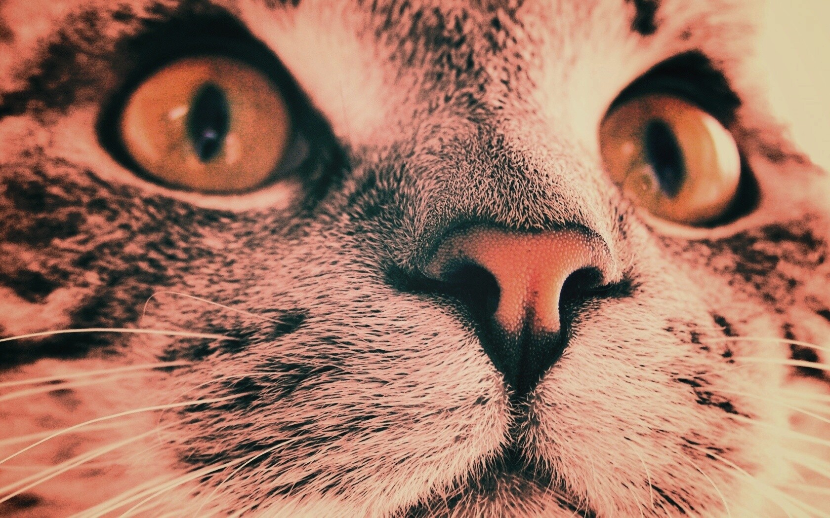 Кошачья мордочка обои