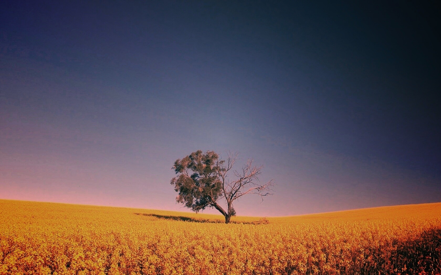 Дерево в поле обои