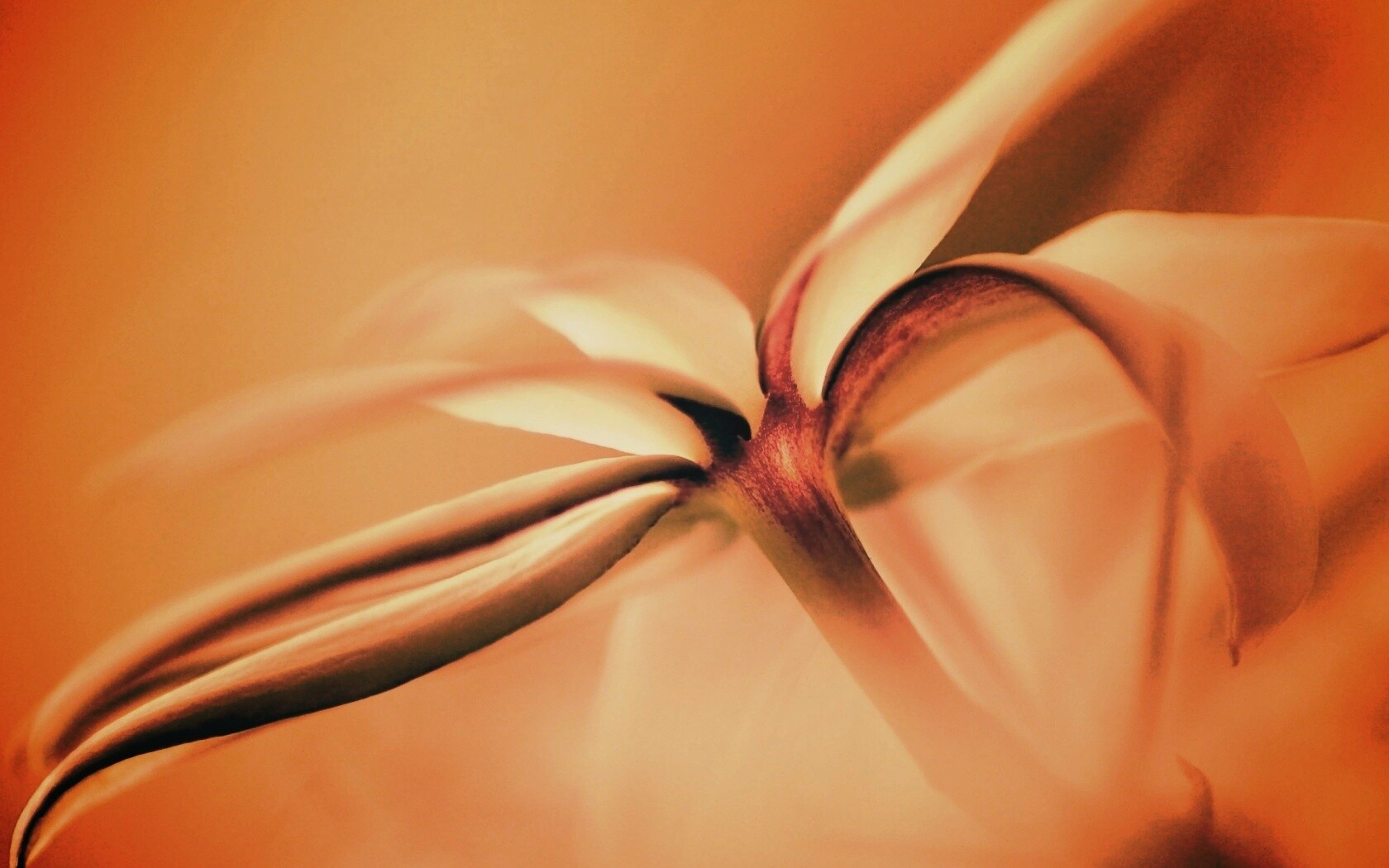 Цветок обои