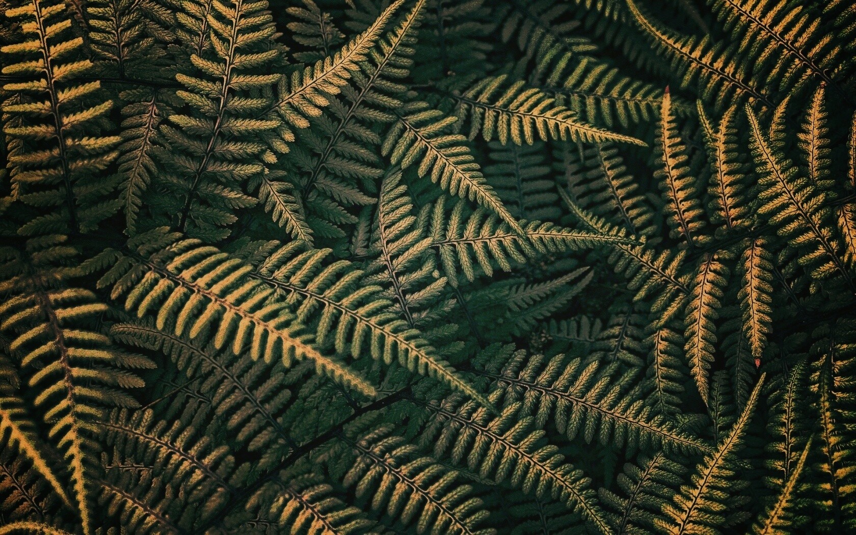 Папоротник обои