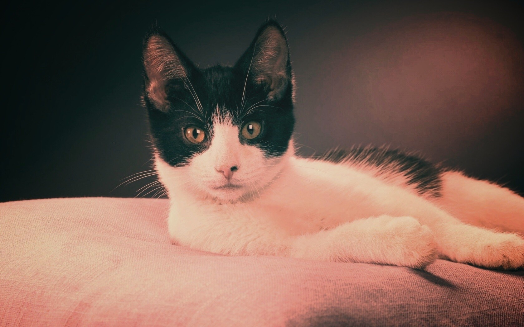 Кот на подушке обои