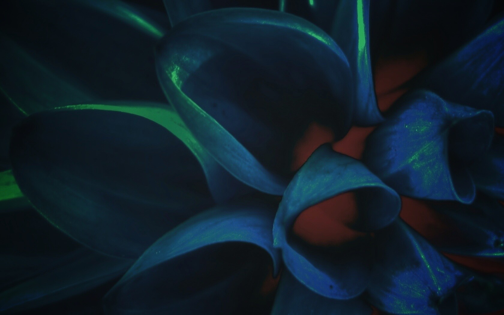 Лепестки обои