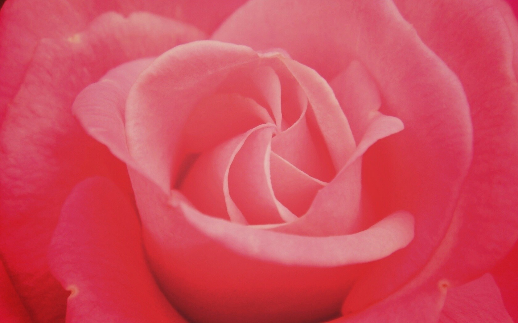 Идеальная роза обои