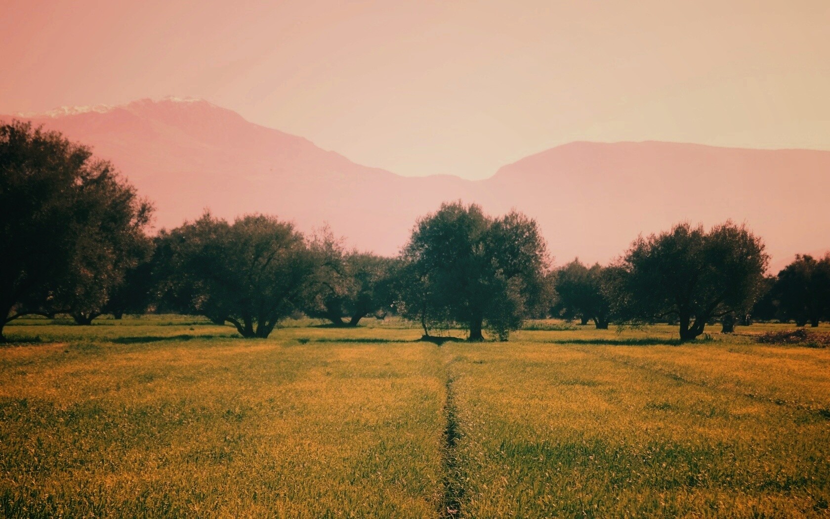 Зеленое поле обои