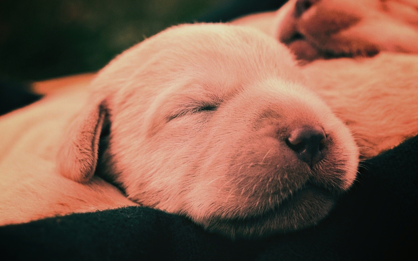 Мордочки симпатичных щенков обои