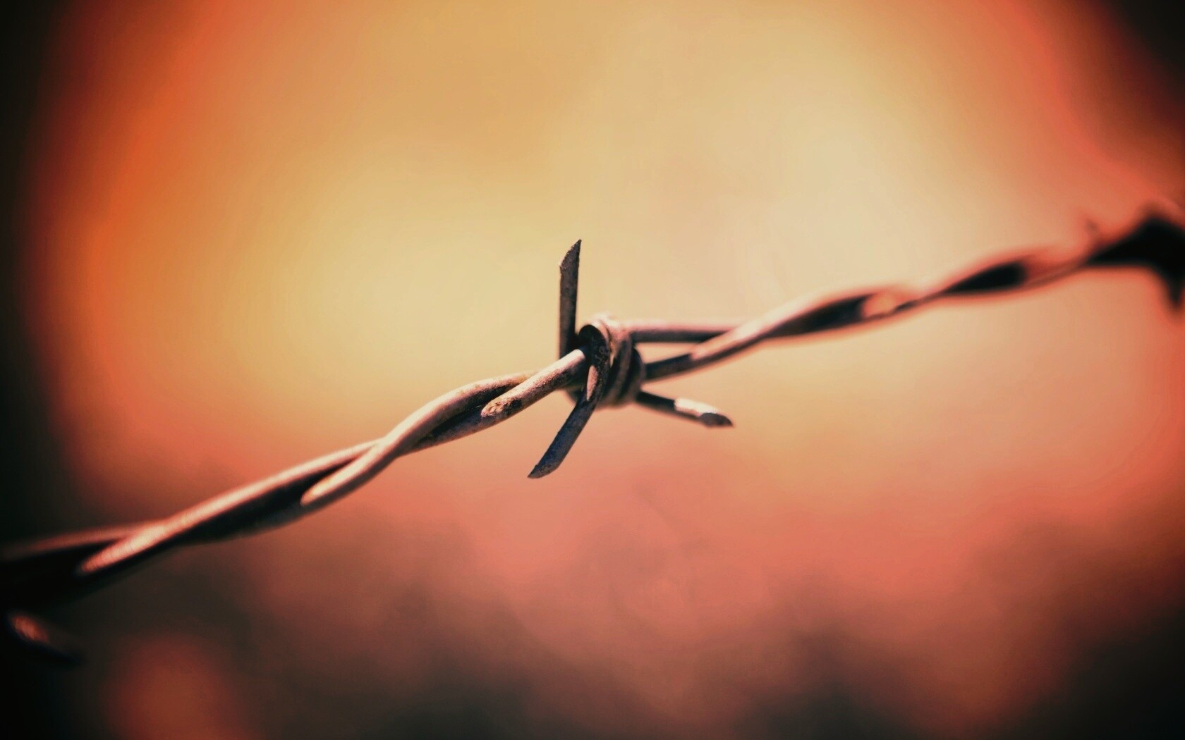 Фото колючей проволоки обои