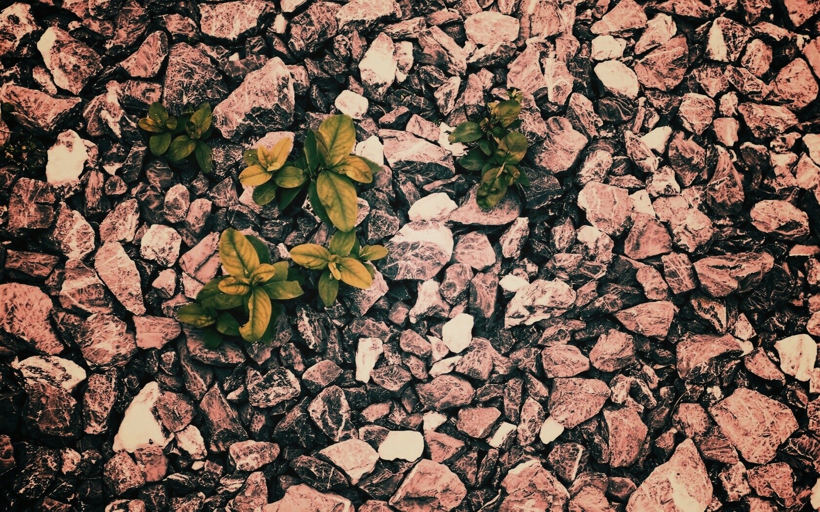 Цветы среди камней обои