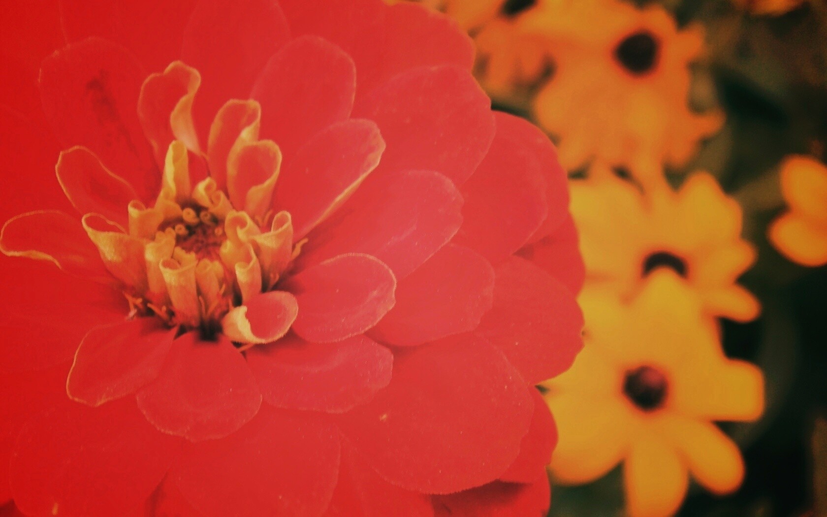 Красный цветок обои