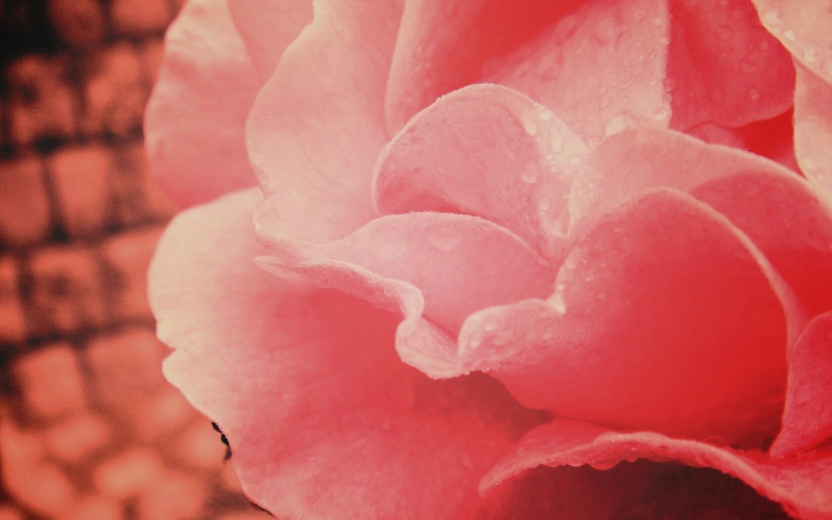 Уличная роза обои