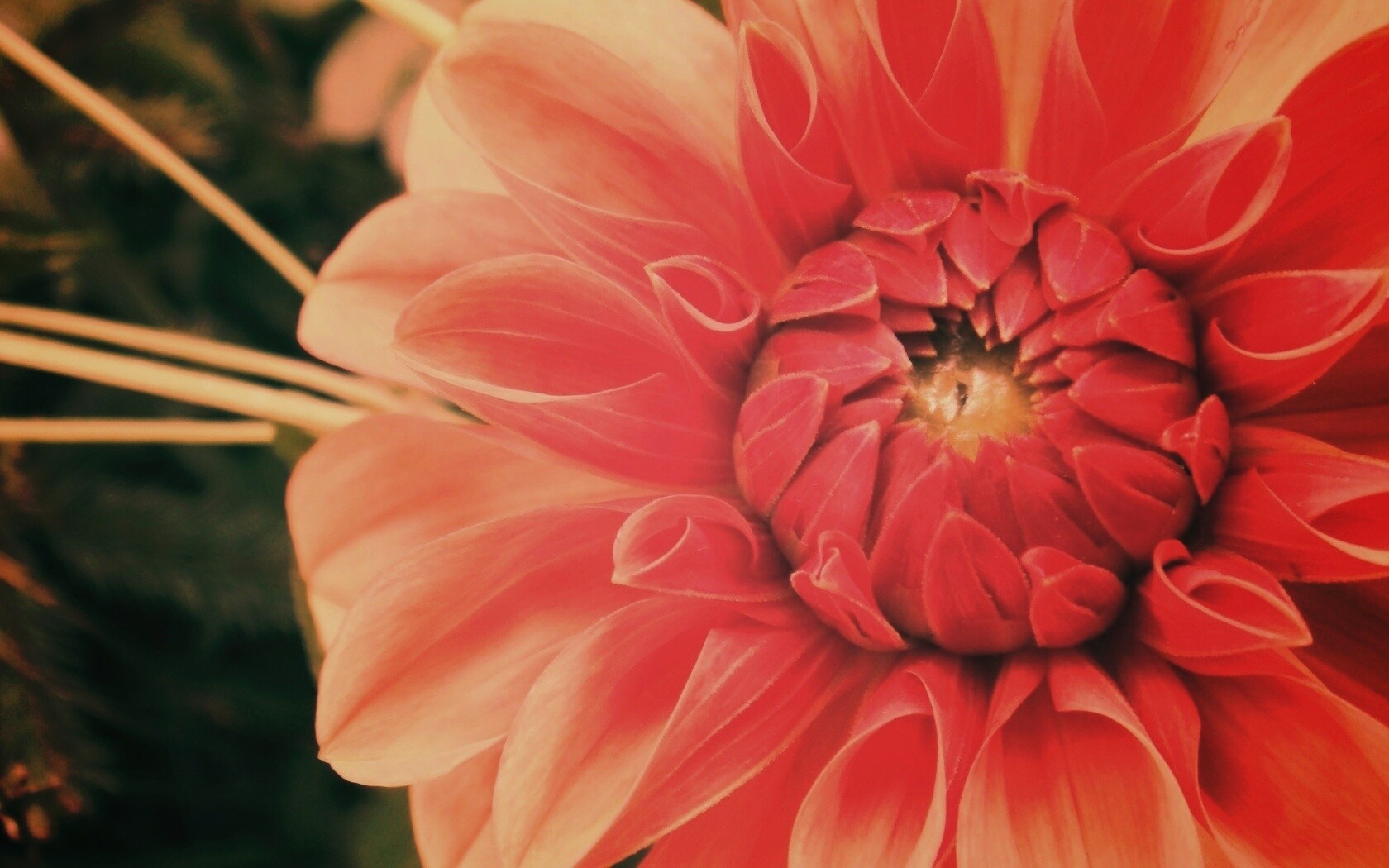 Аленький цветочек обои