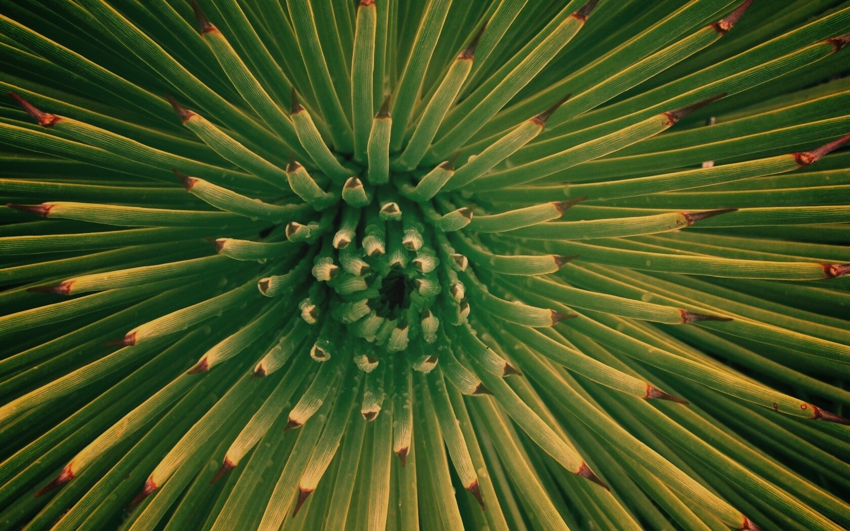 Хищный цветок обои