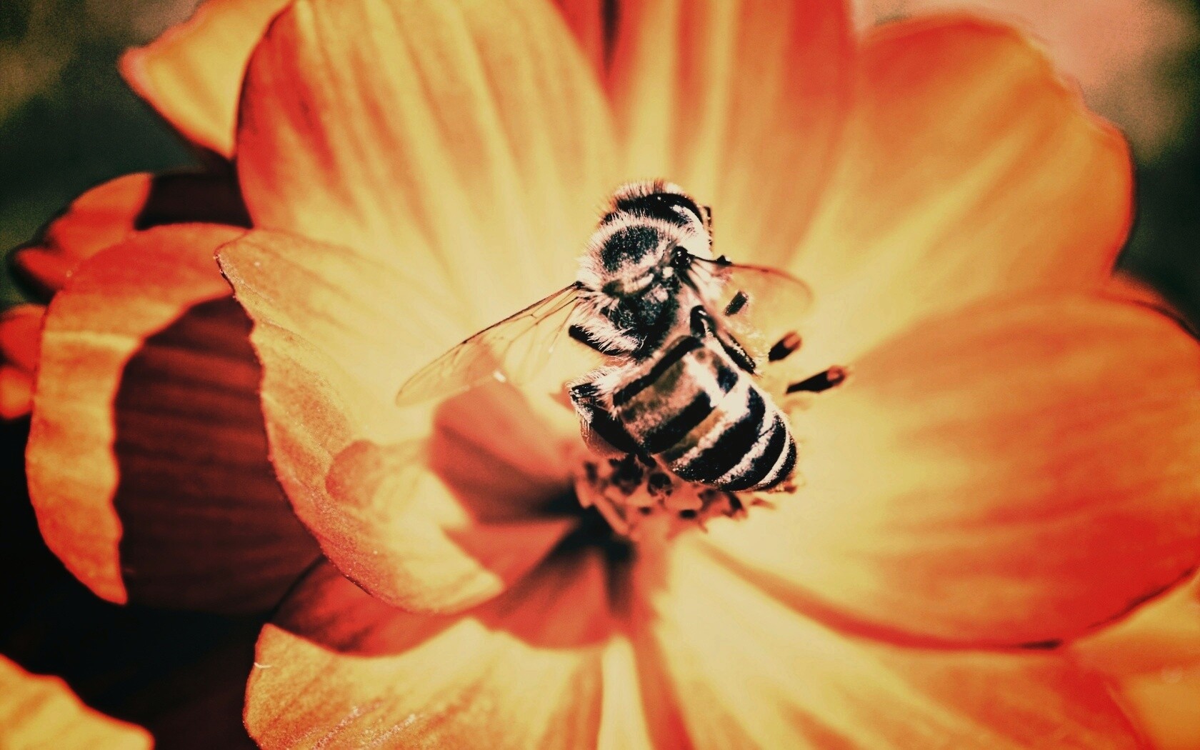 Пчела на цветке обои