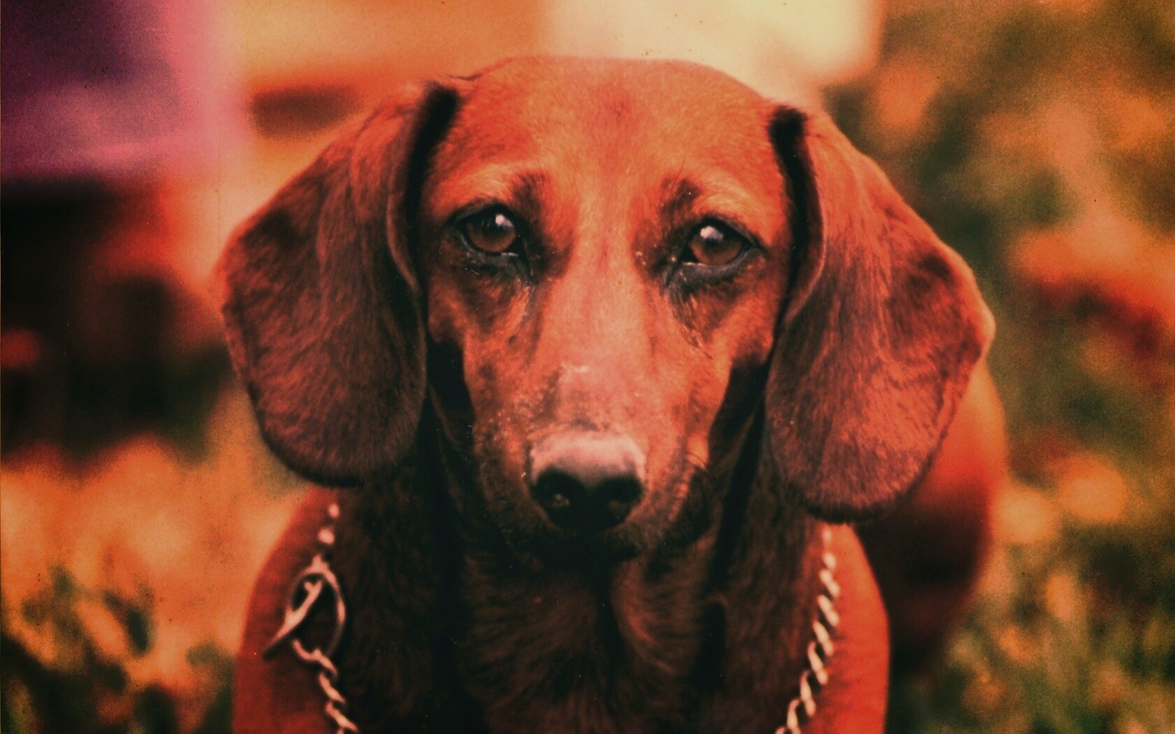 Рыжая такса обои