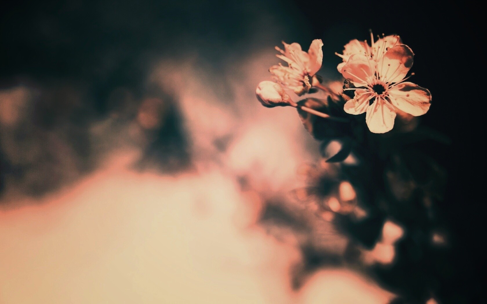 Цветок вишни обои