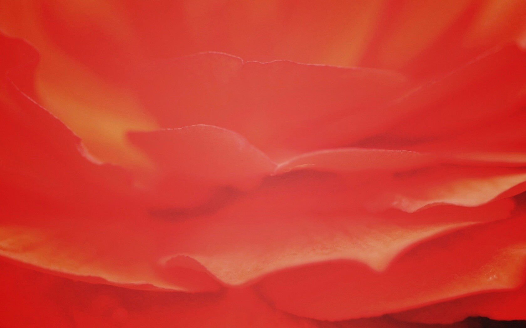 Лепестки красного цветка обои