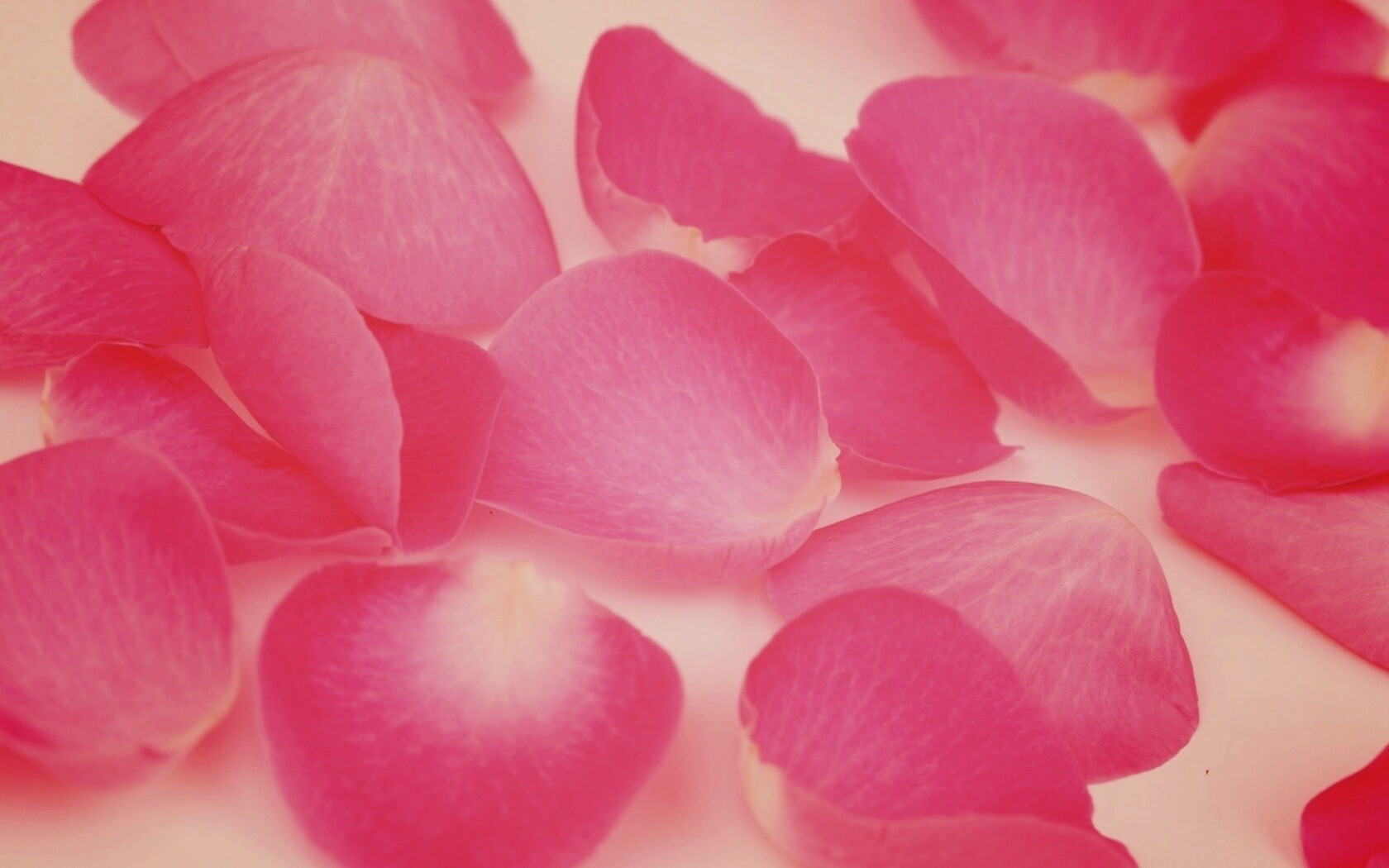 Лепестки розы обои