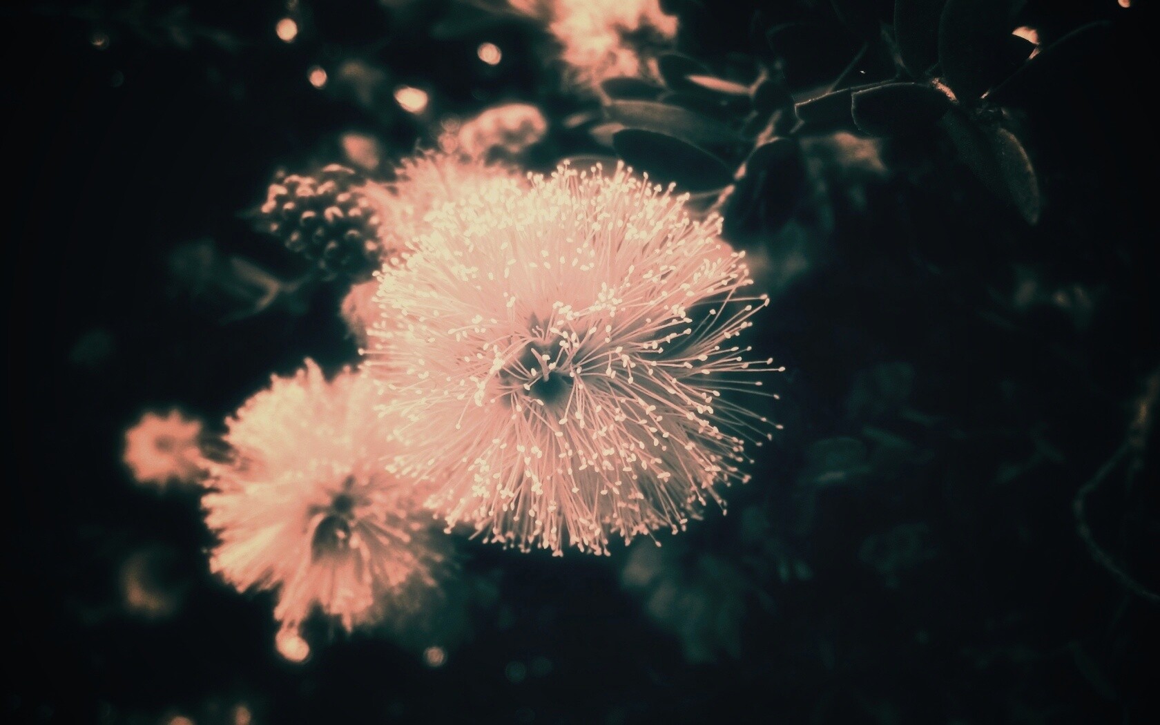 Сказочный цветок обои