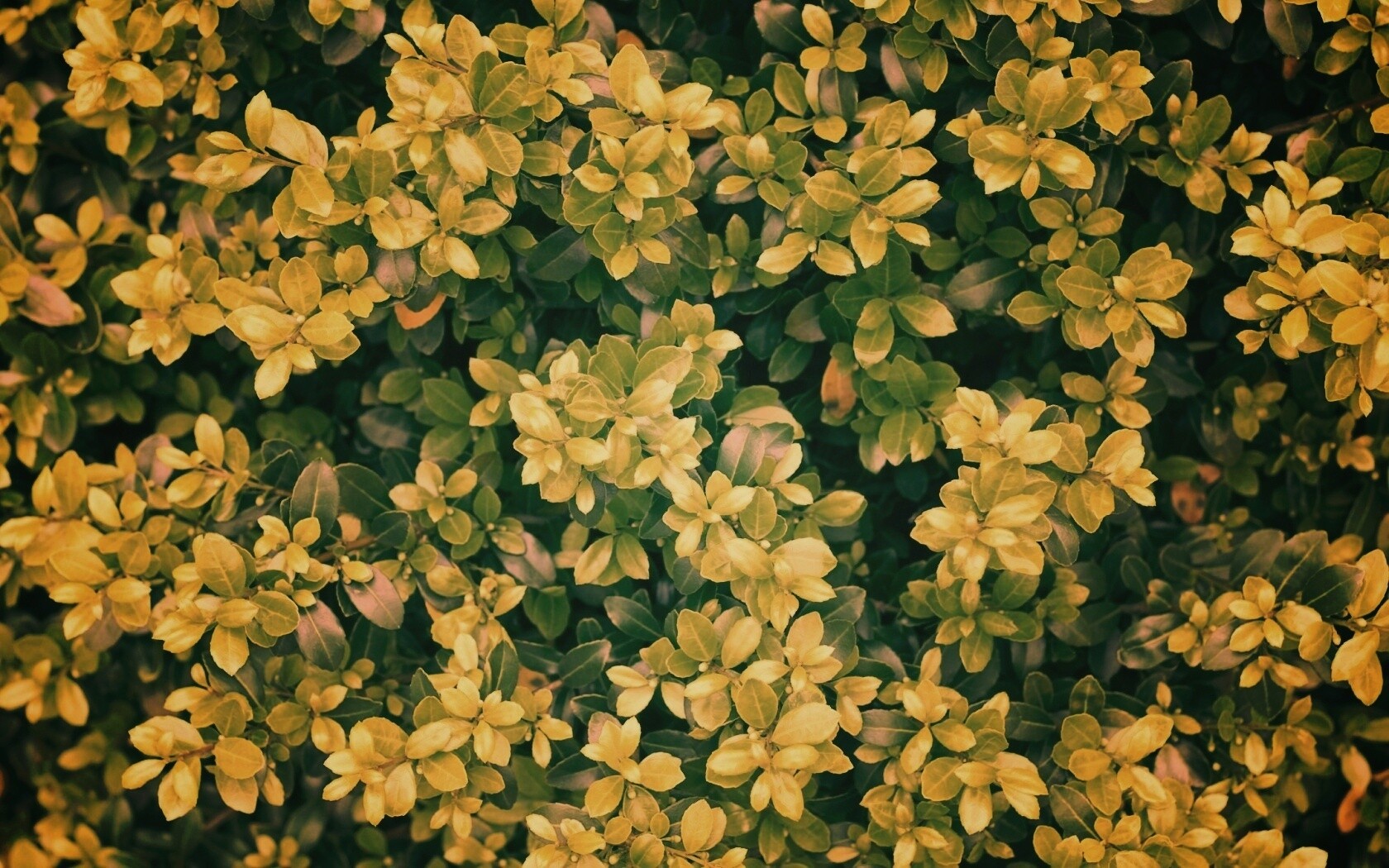 Густая листва обои