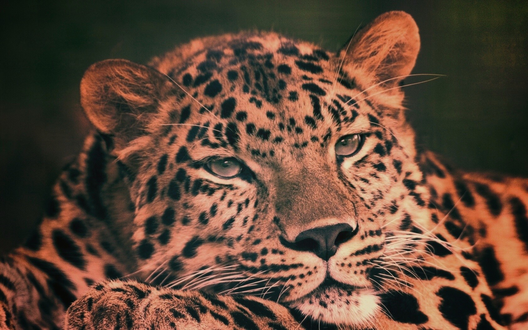 Злопасный ягуляр обои