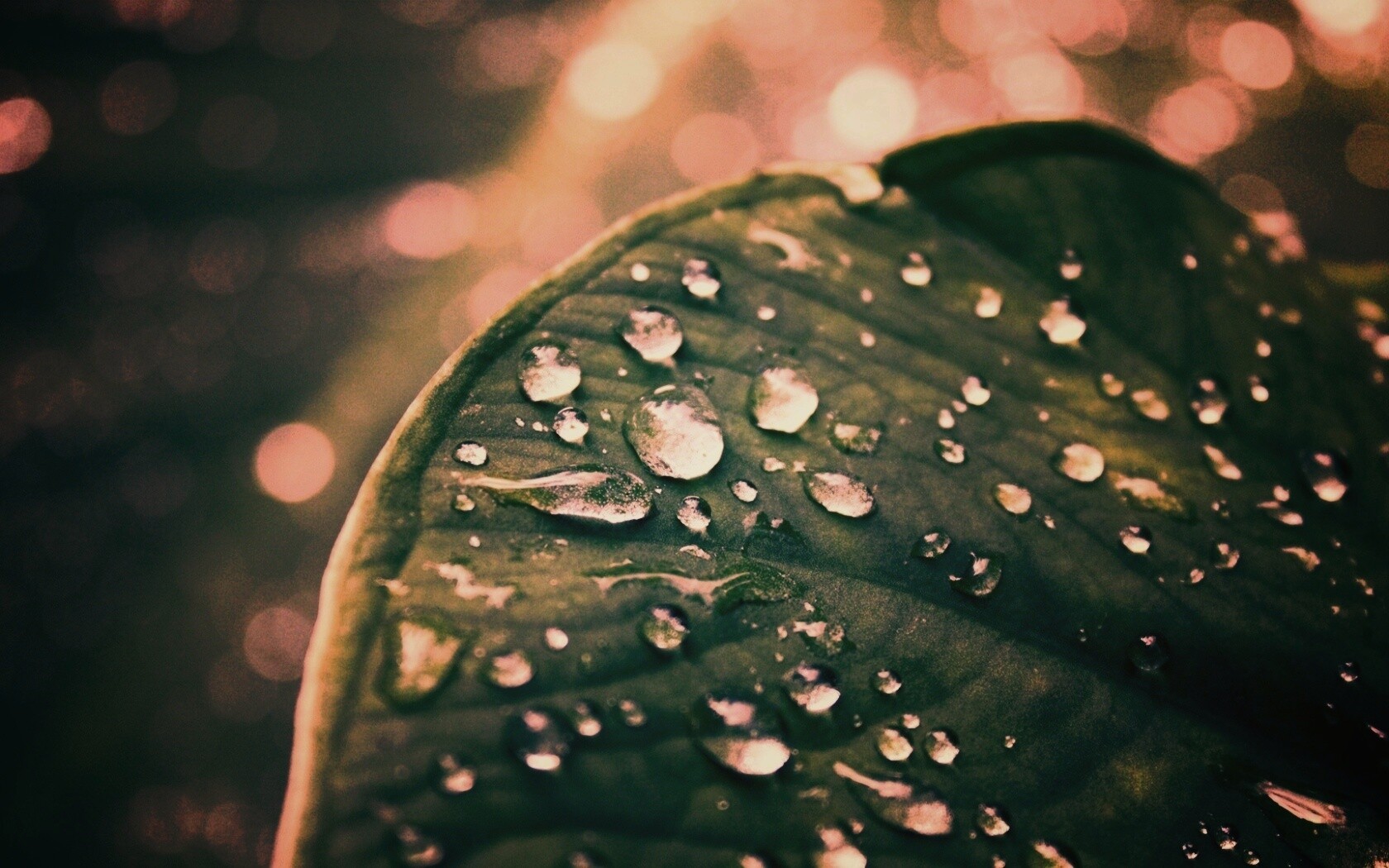 Роса на листке обои