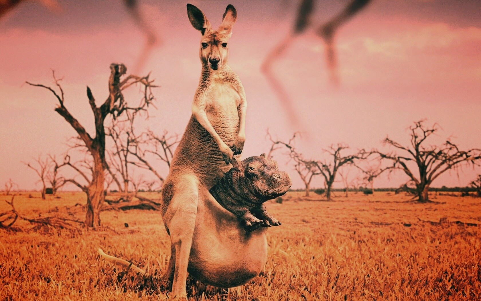Кенгуру с бегемотом в сумке обои