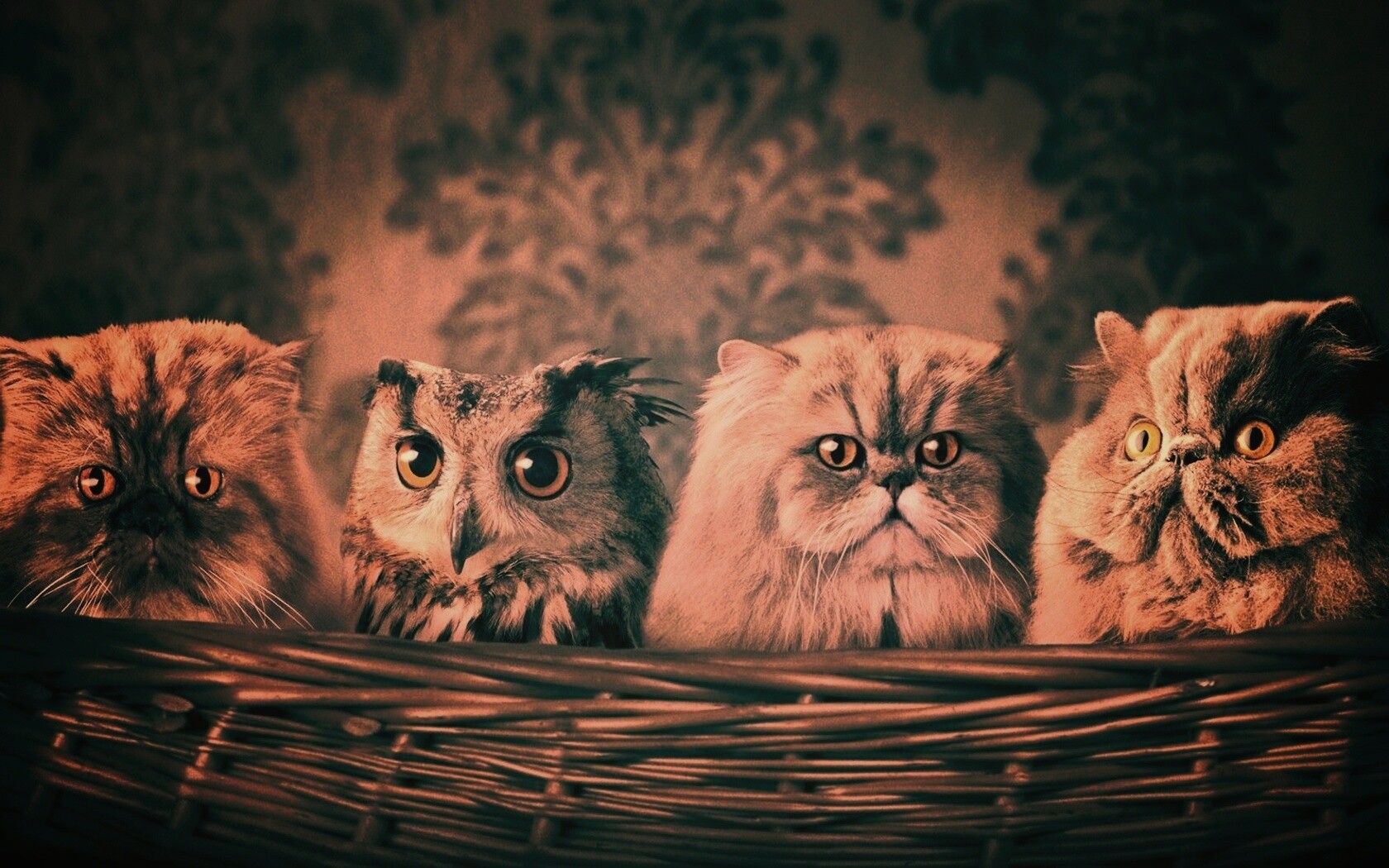 Чужой среди своих обои