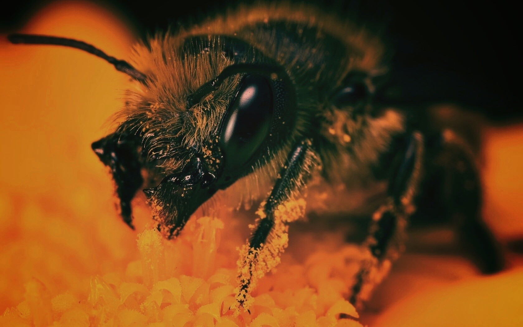 Пчела крупным планом обои