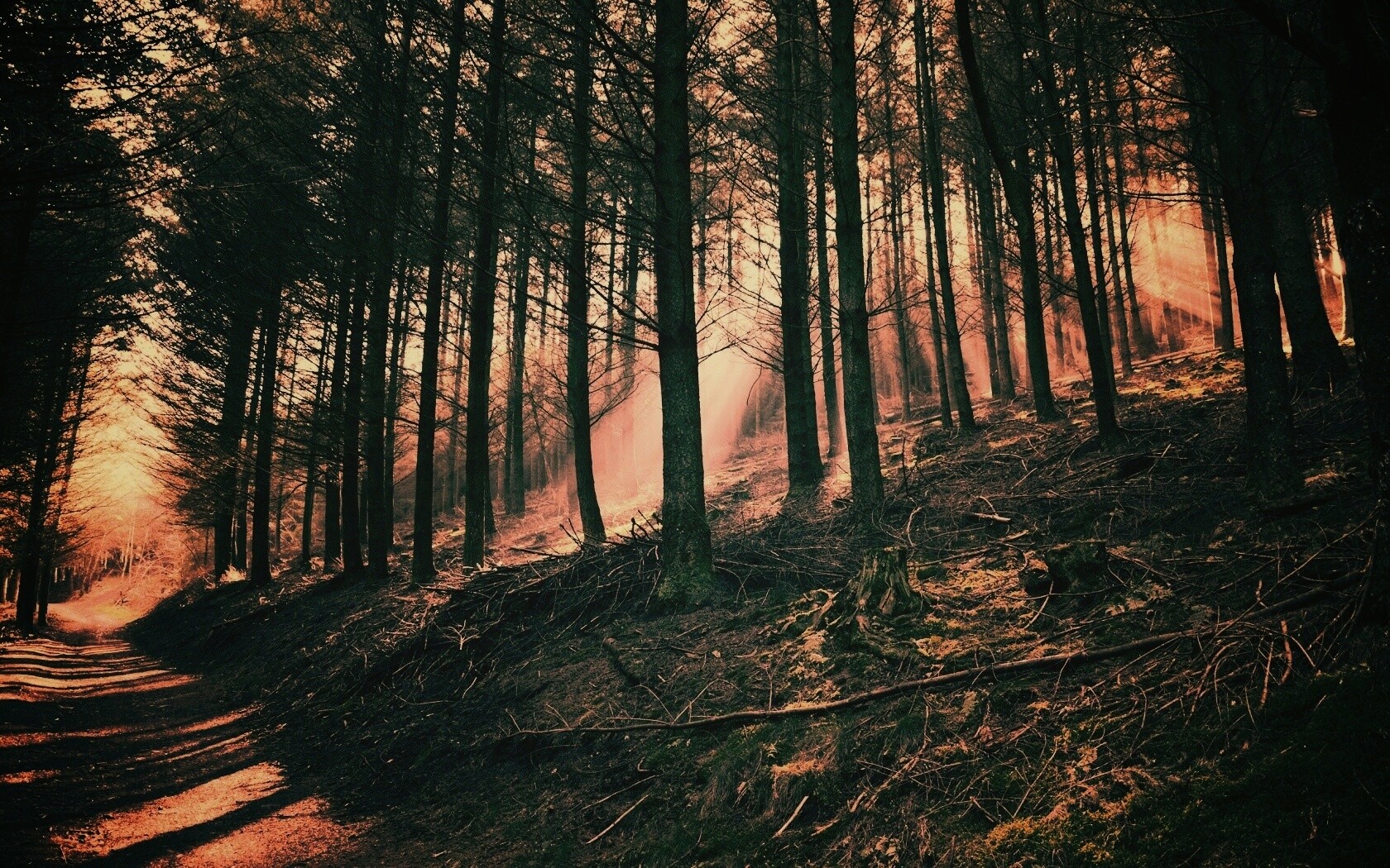 Лесная дорога обои