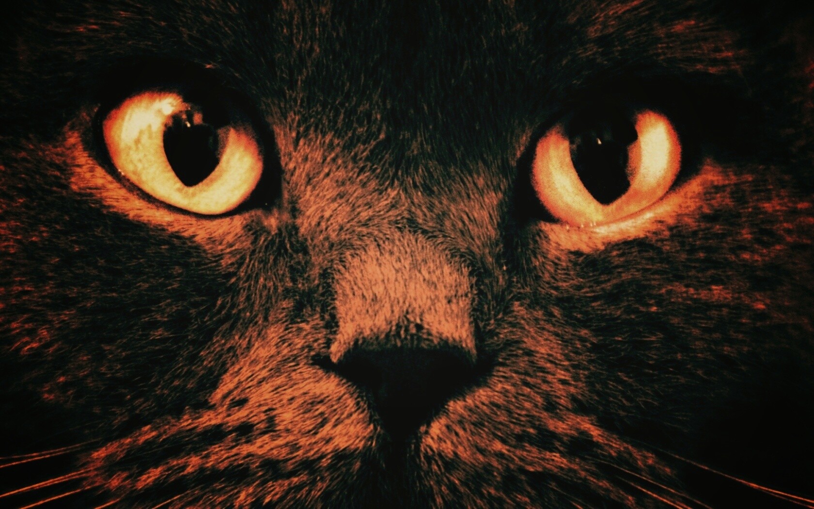 Черный кот с оранжевыми глазами обои
