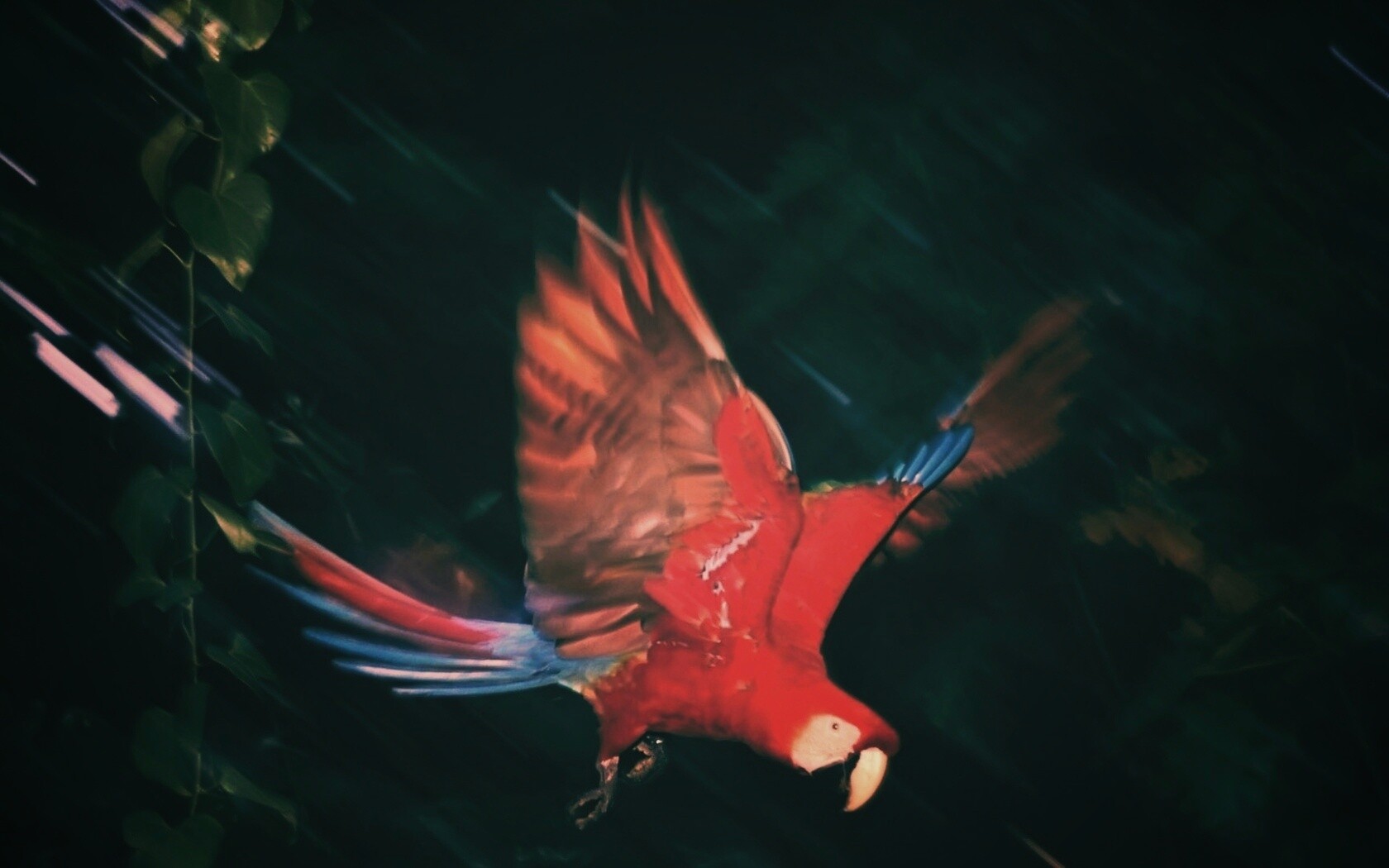 Рисованный ара обои