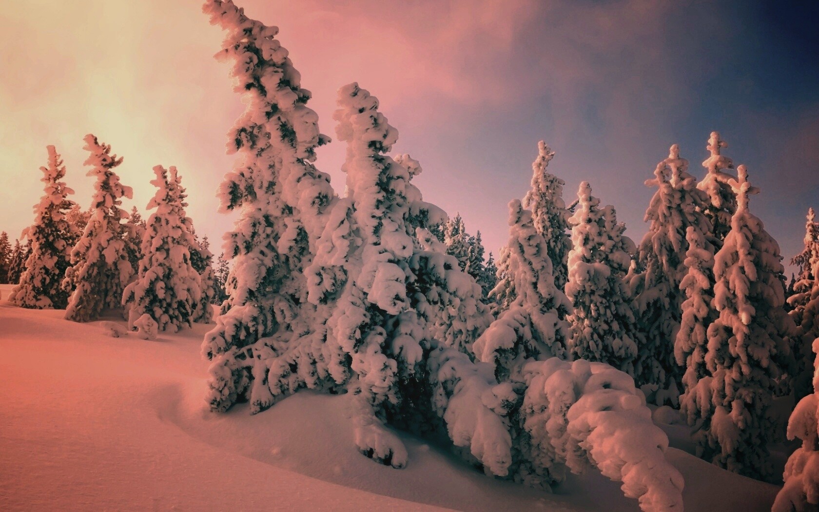 Ели в снегу обои