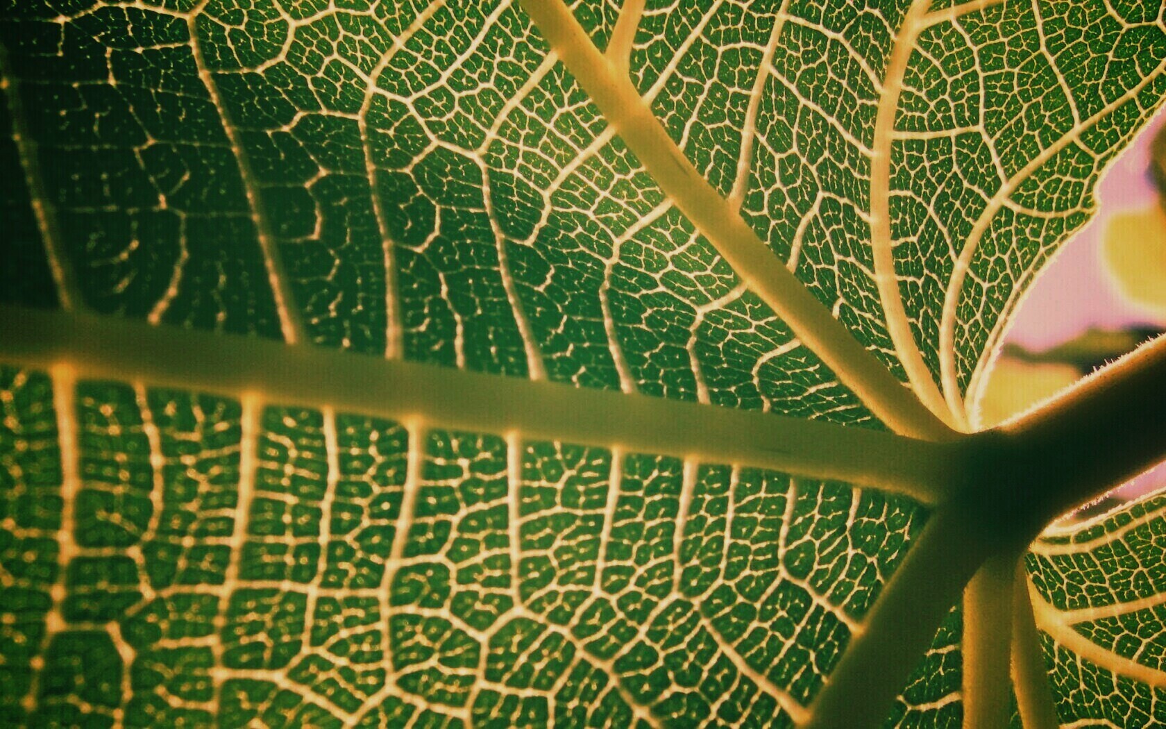 Внутренняя сторона листа обои