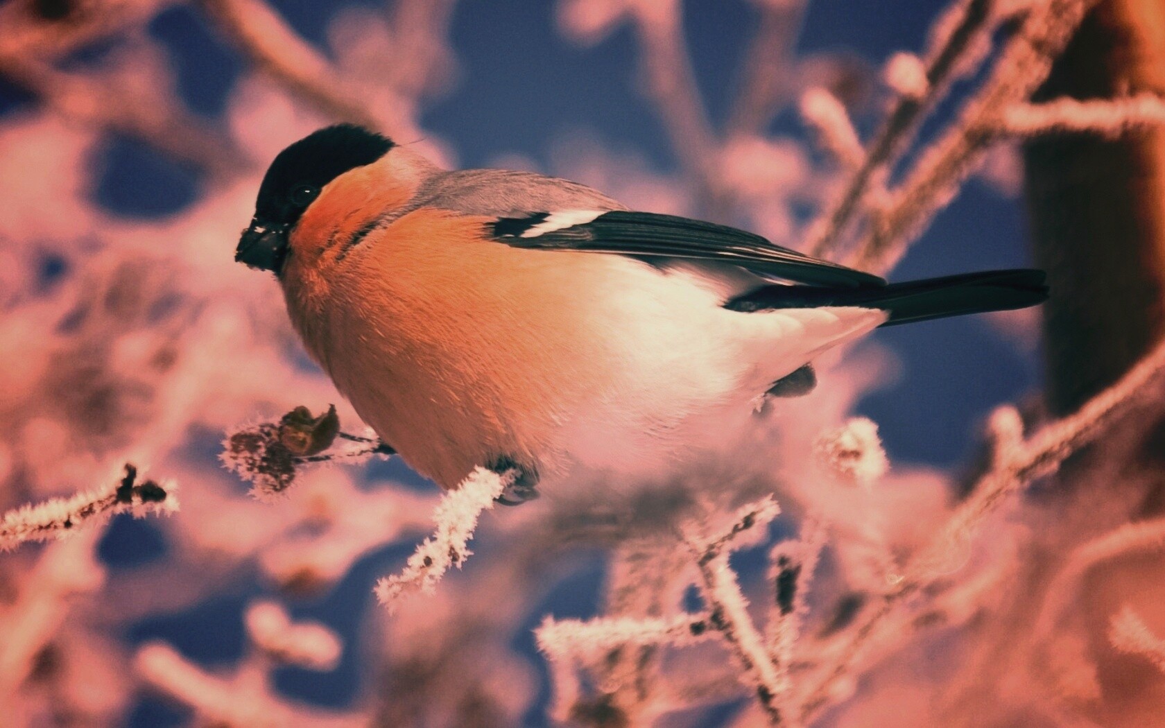 Снегирь на ветке обои