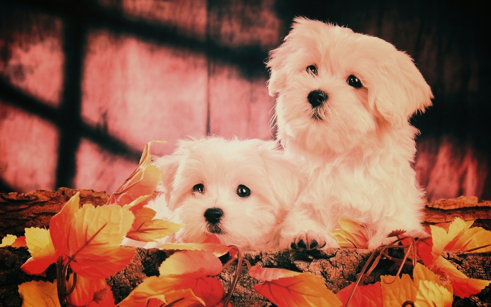 Два белых и пушистых пёсика  обои