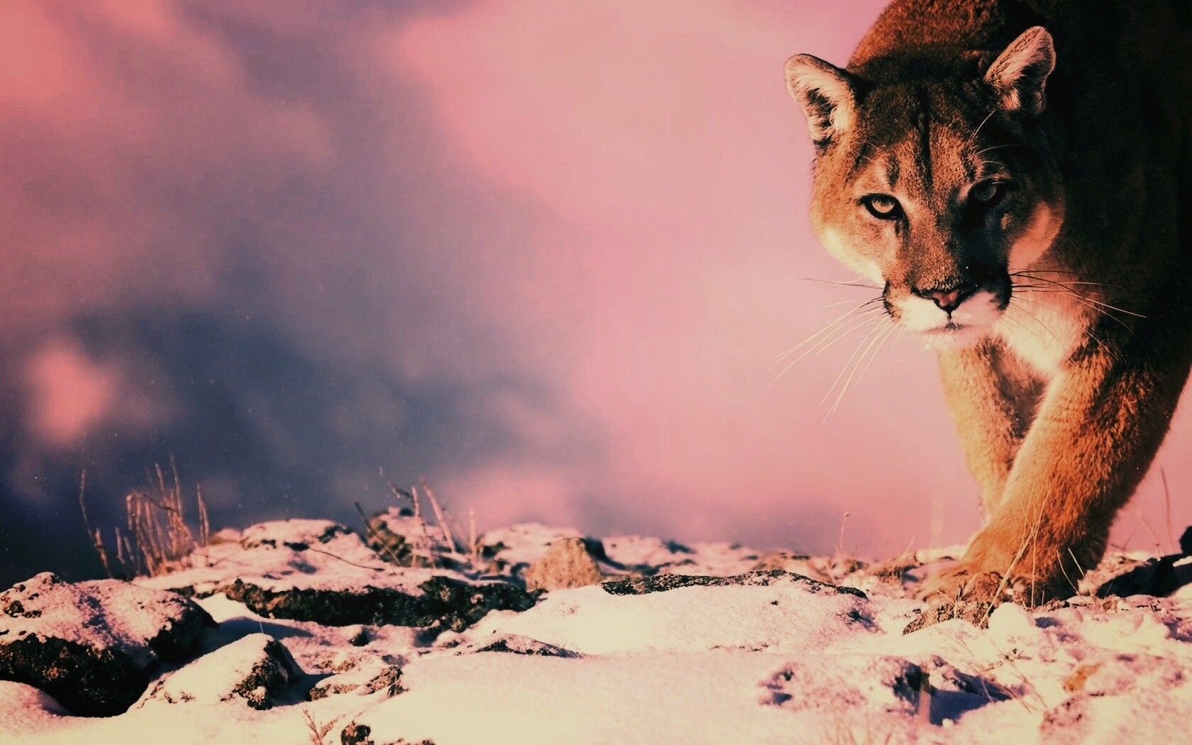 Пума с грозным взглядом обои