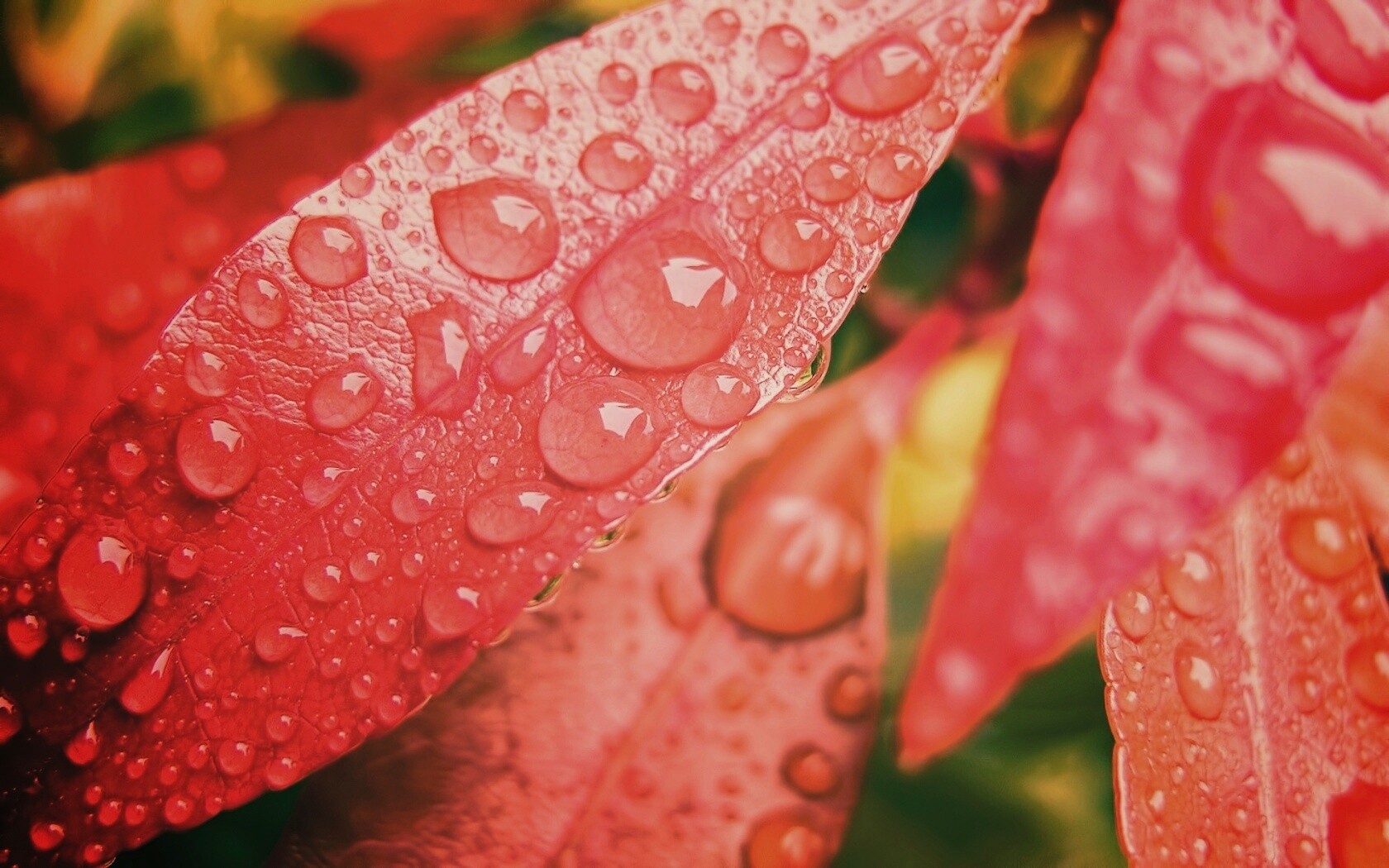 Капли росы на красных листьях обои