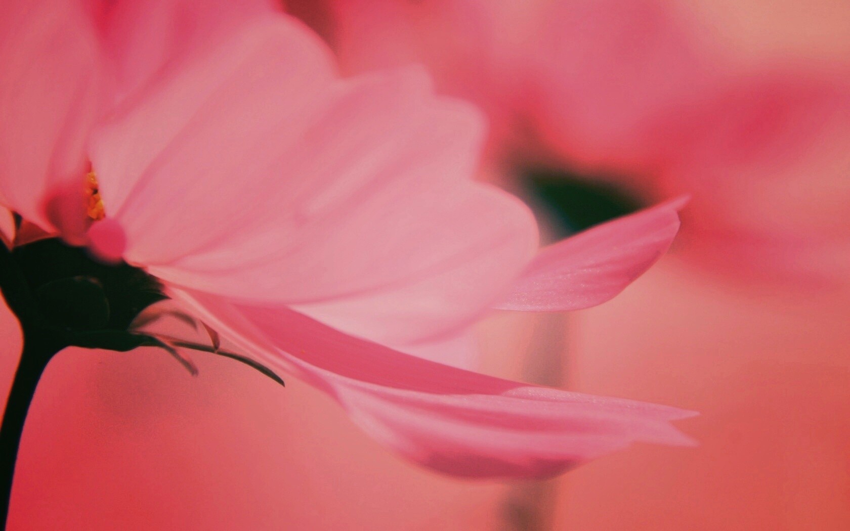 Розовый цветок обои