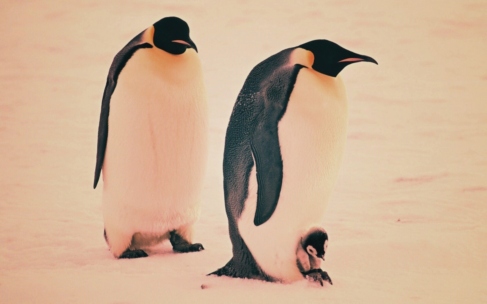 Семья пингвинов обои