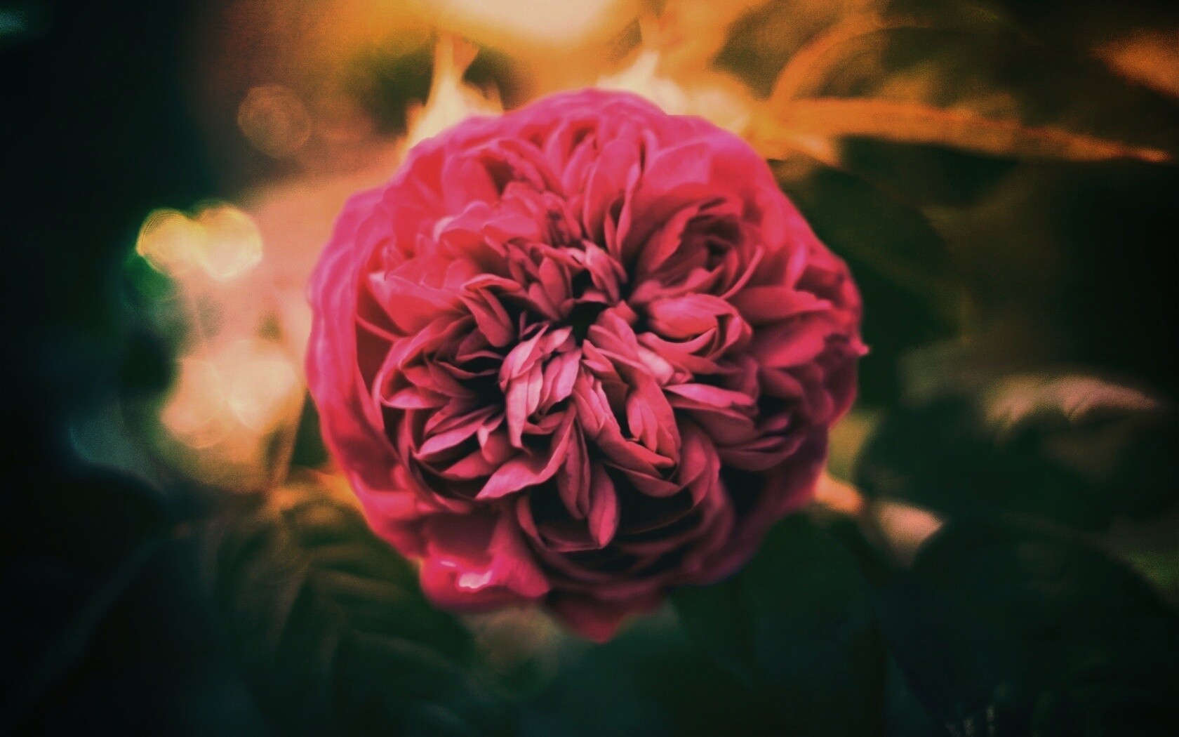 Клевер крупным планом обои