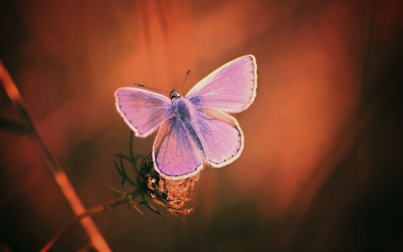Бабочка с фиолетовыми крыльями обои
