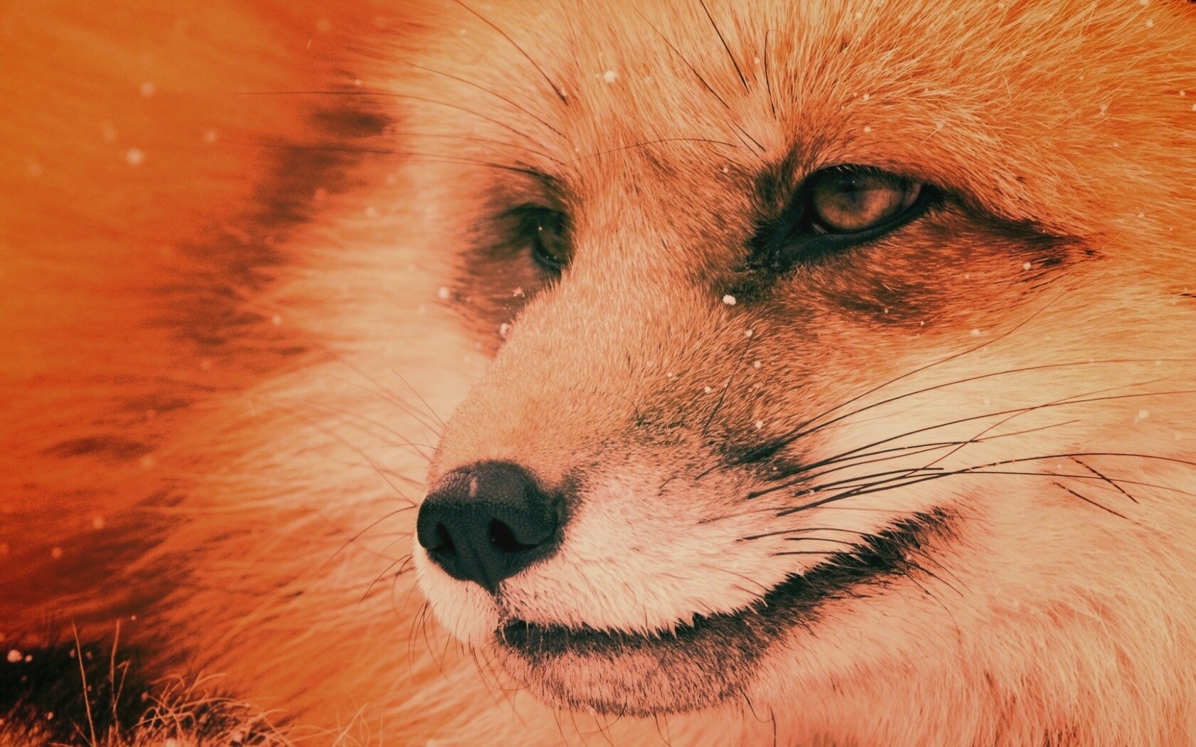 Морда рыжей лисы обои