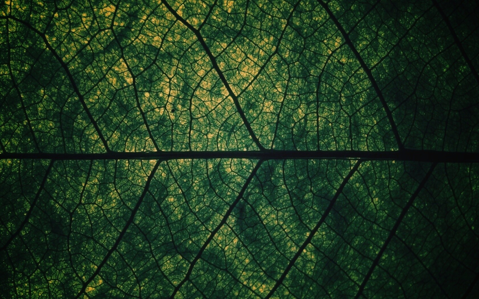 Свечение зеленого листа в макро обои