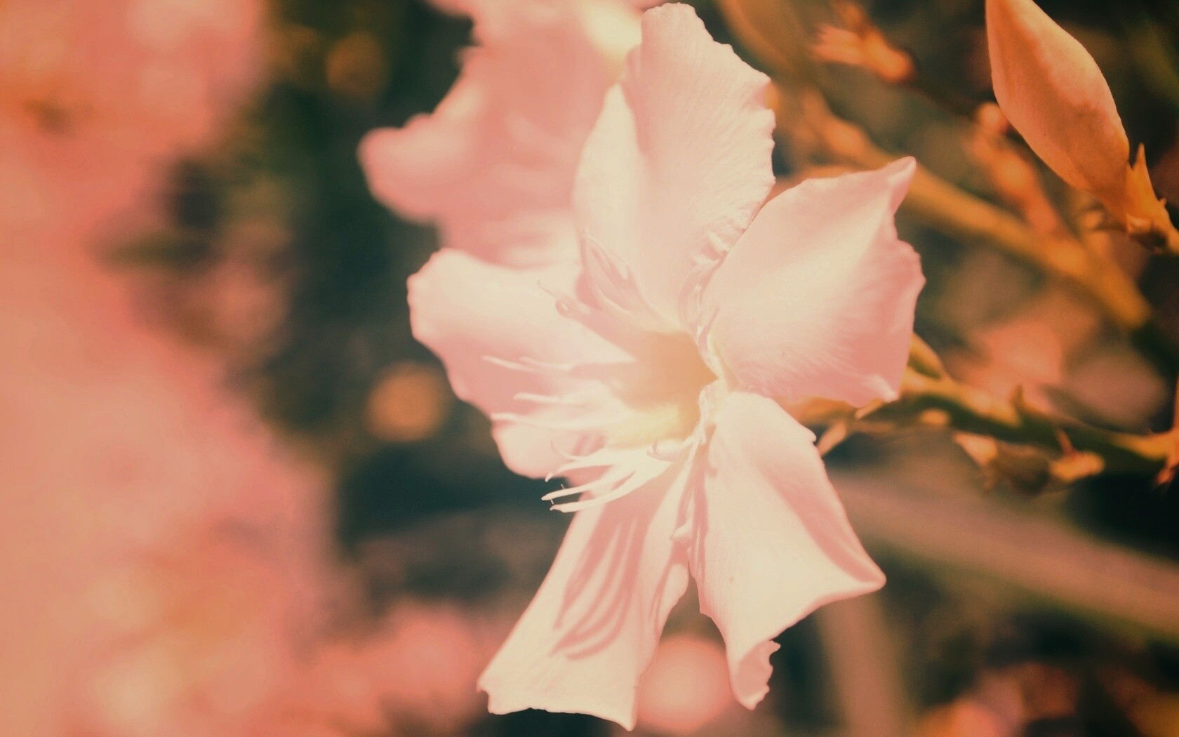 Эухарис, амазонская лилия обои