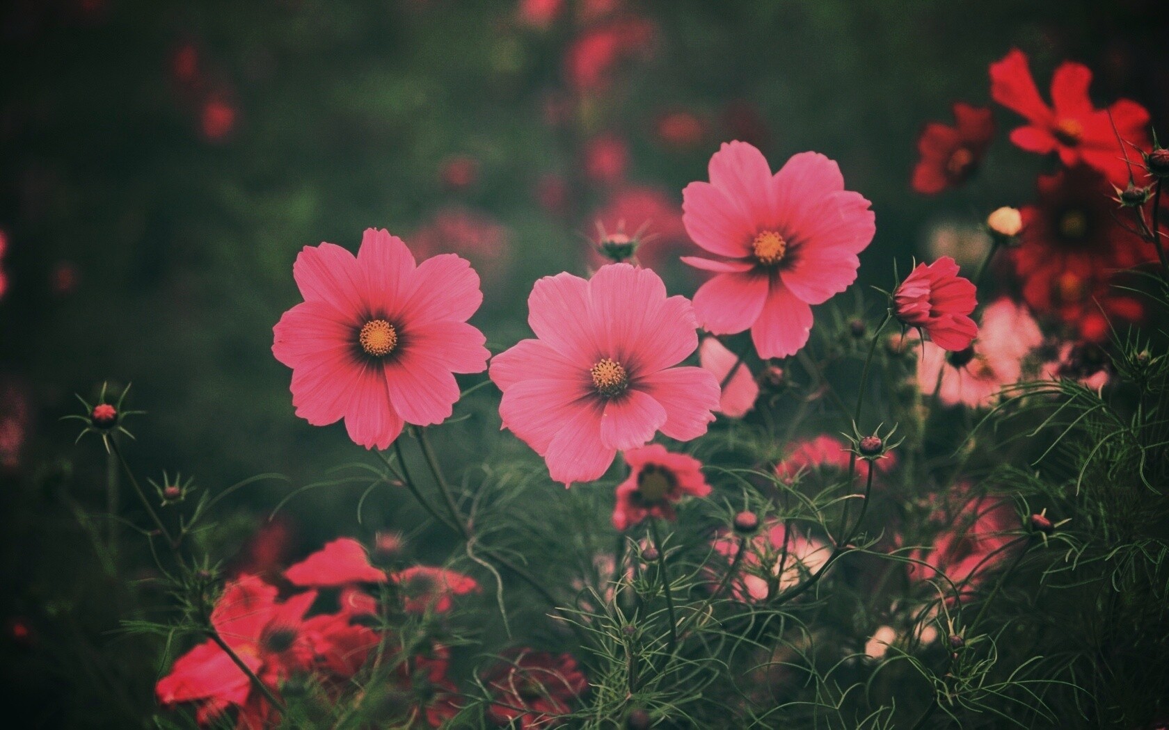 Яркие розовые цветы обои