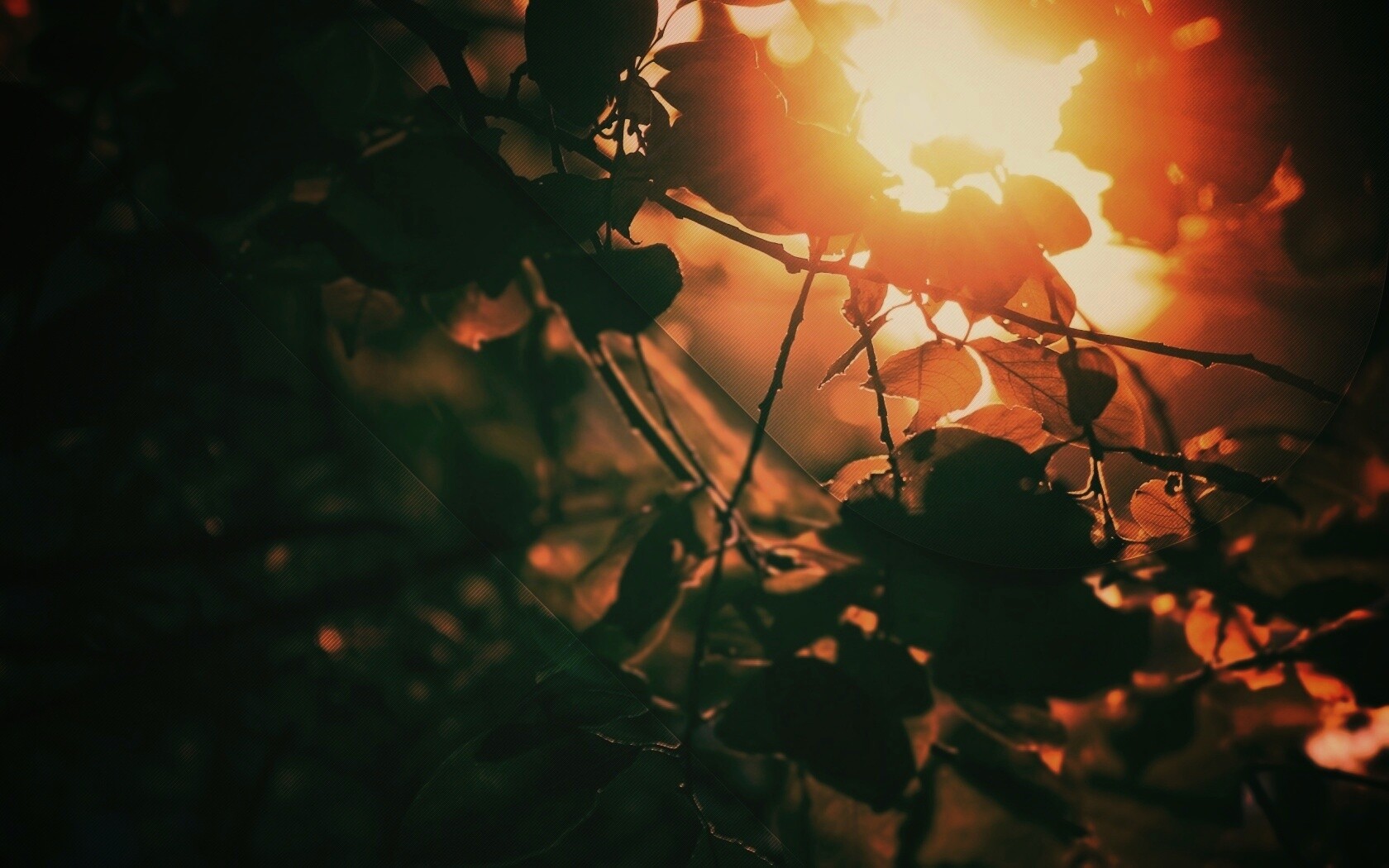 Солнце пробивается сквозь листву обои