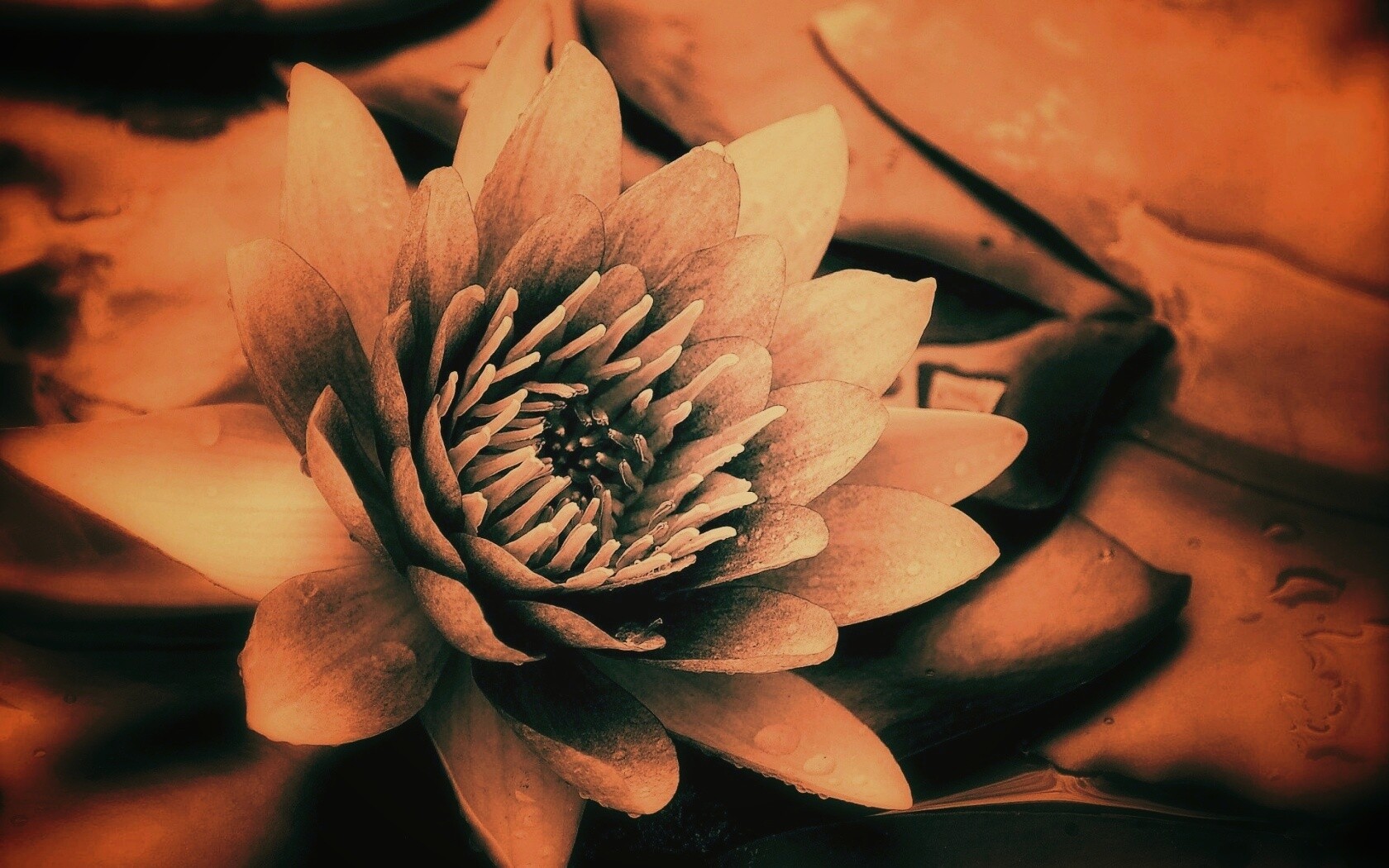 Кувшинка обои