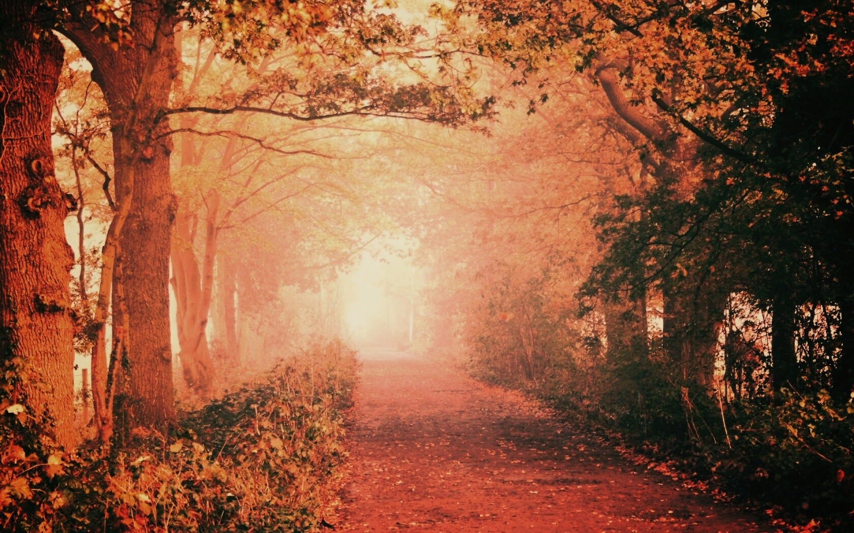 Парковая дорожка обои