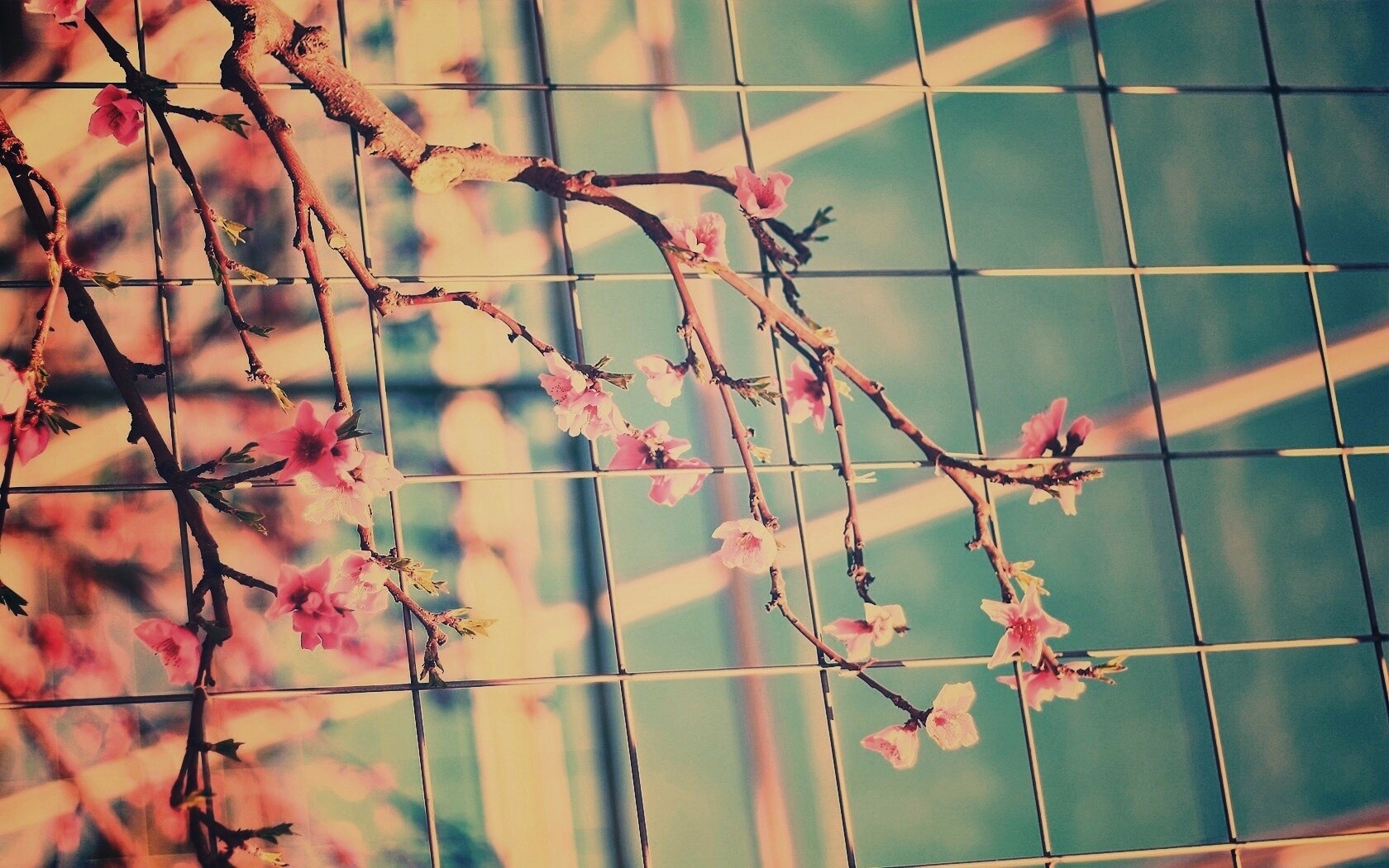 Ветка за сеткой обои