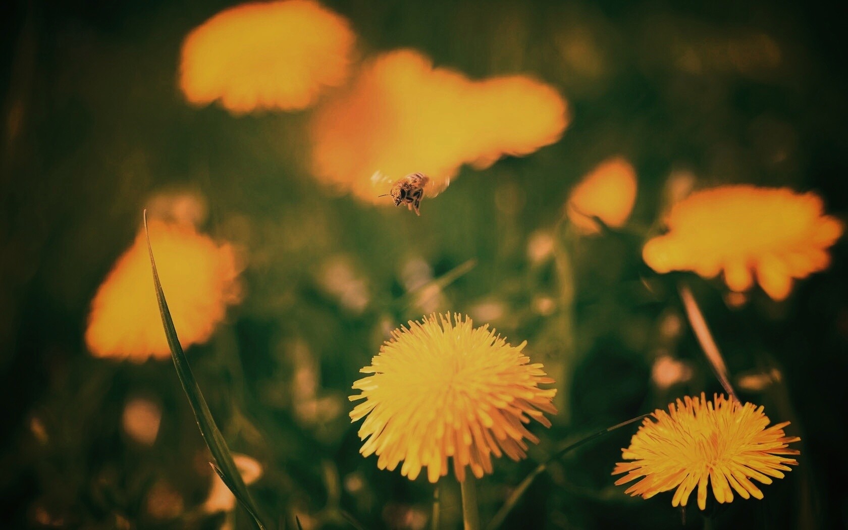 Пчёлка пролетает над одуванчиками обои