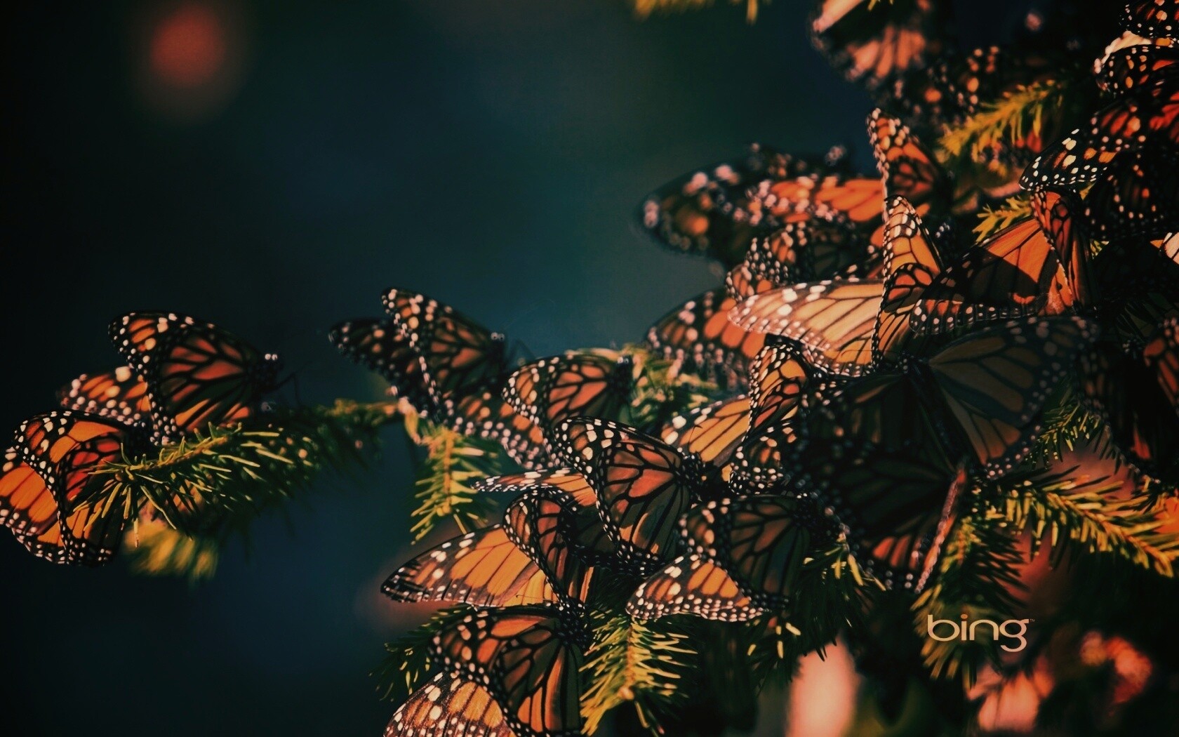 Бабочки облепили ёлку обои